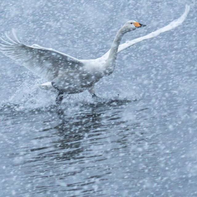 #白鳥
#野鳥 
#野鳥撮影
#野鳥観察
#野鳥写真
#allmightybirds 
#bb_of_ig 
#birdextreme 
#birdfreaks 
#besptbirdshots 
#nuts_about_birds 
#Your_best_birds 
#birdsofsouthafrica 
#sassy_birds 
#bird_brilliance 
#pocket_birds 
#udog_feathers 
#thetweetssuites 
#thebirdingsquad 
#ig_discover_birdslife 
#bns_birds 
#feather_perfection 
#only_raptors 
#eye_spy_birds 
#avesbrazil 
#birding_lounge 
#perfect_birds 
#birds_japan 
#fowl_waterfowl