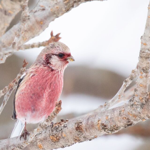 #ベニマシコ 
#野鳥 
#野鳥撮影
#野鳥観察
#野鳥写真
#allmightybirds 
#bb_of_ig 
#birdextreme 
#birdfreaks 
#besptbirdshots 
#nuts_about_birds 
#Your_best_birds 
#birdsofsouthafrica 
#sassy_birds 
#bird_brilliance 
#pocket_birds 
#udog_feathers 
#thetweetssuites 
#thebirdingsquad 
#ig_discover_birdslife 
#bns_birds 
#feather_perfection 
#only_raptors 
#eye_spy_birds 
#avesbrazil 
#birding_lounge 
#perfect_birds 
#birds_japan 
#fowl_waterfowl