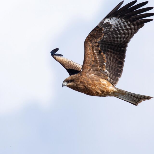 #トンビ 
#猛禽類 
#野鳥 
#野鳥撮影
#野鳥観察
#野鳥写真
#allmightybirds 
#bb_of_ig 
#birdextreme 
#birdfreaks 
#besptbirdshots 
#nuts_about_birds 
#Your_best_birds 
#birdsofsouthafrica 
#sassy_birds 
#bird_brilliance 
#pocket_birds 
#udog_feathers 
#thetweetssuites 
#thebirdingsquad 
#ig_discover_birdslife 
#bns_birds 
#feather_perfection 
#only_raptors 
#eye_spy_birds 
#avesbrazil 
#birding_lounge 
#perfect_birds 
#birds_japan 
#fowl_waterfowl