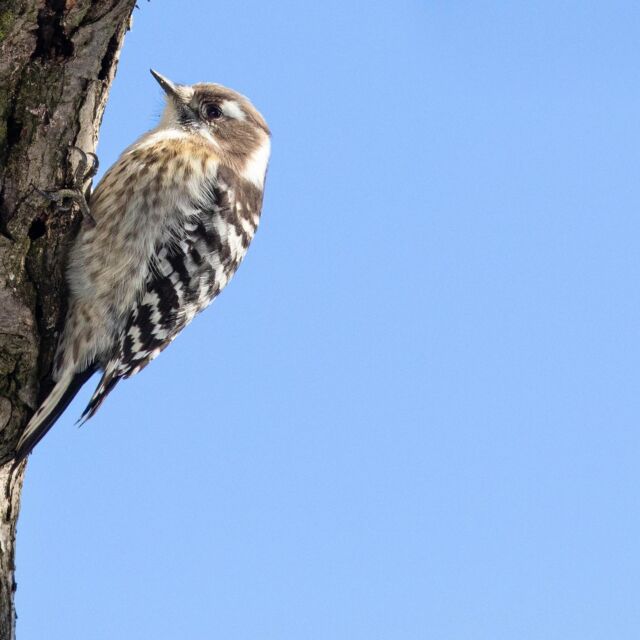 #コゲラ 
#野鳥 
#野鳥撮影
#野鳥観察
#野鳥写真
#allmightybirds 
#bb_of_ig 
#birdextreme 
#birdfreaks 
#besptbirdshots 
#nuts_about_birds 
#Your_best_birds 
#birdsofsouthafrica 
#sassy_birds 
#bird_brilliance 
#pocket_birds 
#udog_feathers 
#thetweetssuites 
#thebirdingsquad 
#ig_discover_birdslife 
#bns_birds 
#feather_perfection 
#only_raptors 
#eye_spy_birds 
#avesbrazil 
#birding_lounge 
#perfect_birds 
#birds_japan 
#fowl_waterfowl