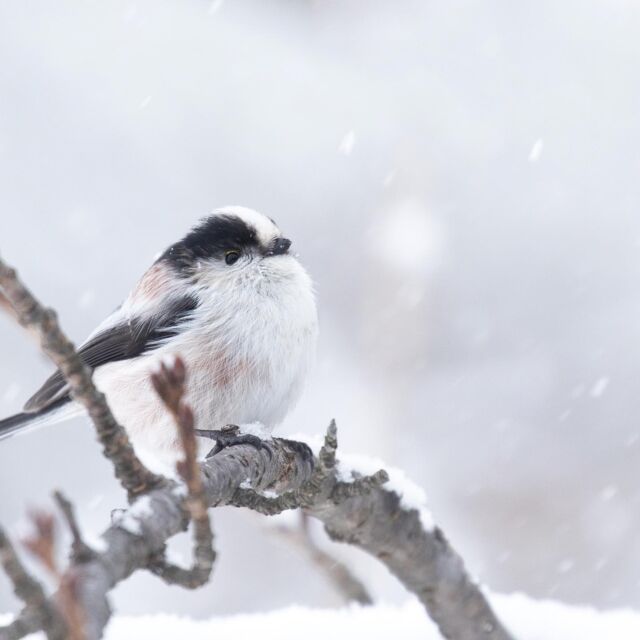 #エナガ 
#野鳥 
#野鳥撮影
#野鳥観察
#野鳥写真
#allmightybirds 
#bb_of_ig 
#birdextreme 
#birdfreaks 
#besptbirdshots 
#nuts_about_birds 
#Your_best_birds 
#birdsofsouthafrica 
#sassy_birds 
#bird_brilliance 
#pocket_birds 
#udog_feathers 
#thetweetssuites 
#thebirdingsquad 
#ig_discover_birdslife 
#bns_birds 
#feather_perfection 
#only_raptors 
#eye_spy_birds 
#avesbrazil 
#birding_lounge 
#perfect_birds 
#birds_japan 
#fowl_waterfowl