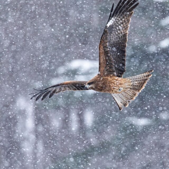 #トンビ 
#猛禽類 
#野鳥 
#野鳥撮影
#野鳥観察
#野鳥写真
#allmightybirds 
#bb_of_ig 
#birdextreme 
#birdfreaks 
#besptbirdshots 
#nuts_about_birds 
#Your_best_birds 
#birdsofsouthafrica 
#sassy_birds 
#bird_brilliance 
#pocket_birds 
#udog_feathers 
#thetweetssuites 
#thebirdingsquad 
#ig_discover_birdslife 
#bns_birds 
#feather_perfection 
#only_raptors 
#eye_spy_birds 
#avesbrazil 
#birding_lounge 
#perfect_birds 
#birds_japan 
#fowl_waterfowl