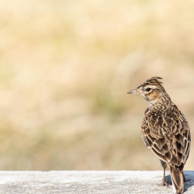 #ヒバリ 
#野鳥 
#野鳥撮影
#野鳥観察
#野鳥写真
#allmightybirds 
#bb_of_ig 
#birdextreme 
#birdfreaks 
#besptbirdshots 
#nuts_about_birds 
#Your_best_birds 
#birdsofsouthafrica 
#sassy_birds 
#bird_brilliance 
#pocket_birds 
#udog_feathers 
#thetweetssuites 
#thebirdingsquad 
#ig_discover_birdslife 
#bns_birds 
#feather_perfection 
#only_raptors 
#eye_spy_birds 
#avesbrazil 
#birding_lounge 
#perfect_birds 
#birds_japan 
#fowl_waterfowl