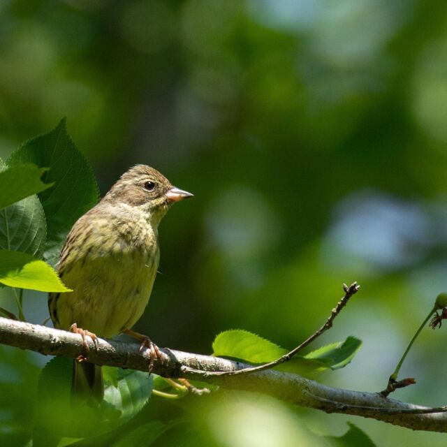 #アオジ 
#野鳥 
#野鳥撮影
#野鳥観察
#野鳥写真
#allmightybirds 
#bb_of_ig 
#birdextreme 
#birdfreaks 
#besptbirdshots 
#nuts_about_birds 
#Your_best_birds 
#birdsofsouthafrica 
#sassy_birds 
#bird_brilliance 
#pocket_birds 
#udog_feathers 
#thetweetssuites 
#thebirdingsquad 
#ig_discover_birdslife 
#bns_birds 
#feather_perfection 
#only_raptors 
#eye_spy_birds 
#avesbrazil 
#birding_lounge 
#perfect_birds 
#birds_japan 
#fowl_waterfowl