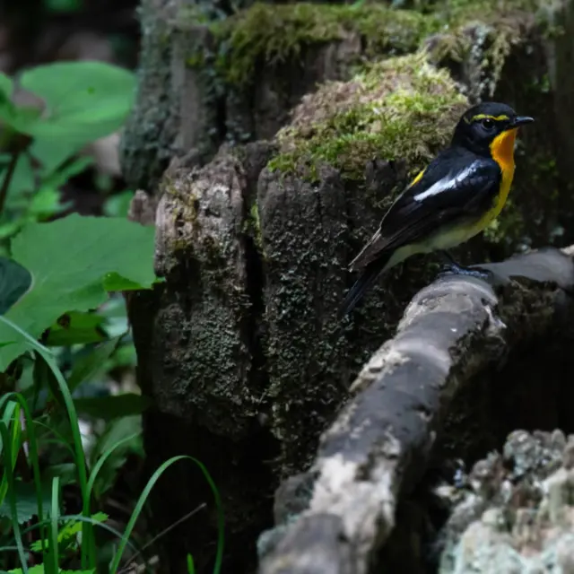 #キビタキ 
#野鳥 
#野鳥撮影
#野鳥観察
#野鳥写真
#allmightybirds 
#bb_of_ig 
#birdextreme 
#birdfreaks 
#besptbirdshots 
#nuts_about_birds 
#Your_best_birds 
#birdsofsouthafrica 
#sassy_birds 
#bird_brilliance 
#pocket_birds 
#udog_feathers 
#thetweetssuites 
#thebirdingsquad 
#ig_discover_birdslife 
#bns_birds 
#feather_perfection 
#only_raptors 
#eye_spy_birds 
#avesbrazil 
#birding_lounge 
#perfect_birds 
#birds_japan 
#fowl_waterfowl